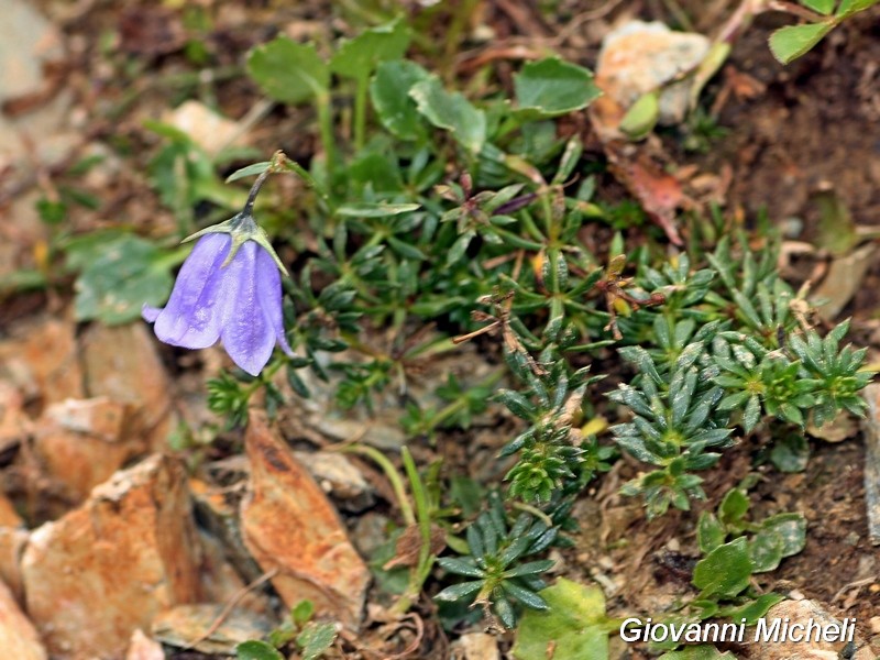 Campanula sp.